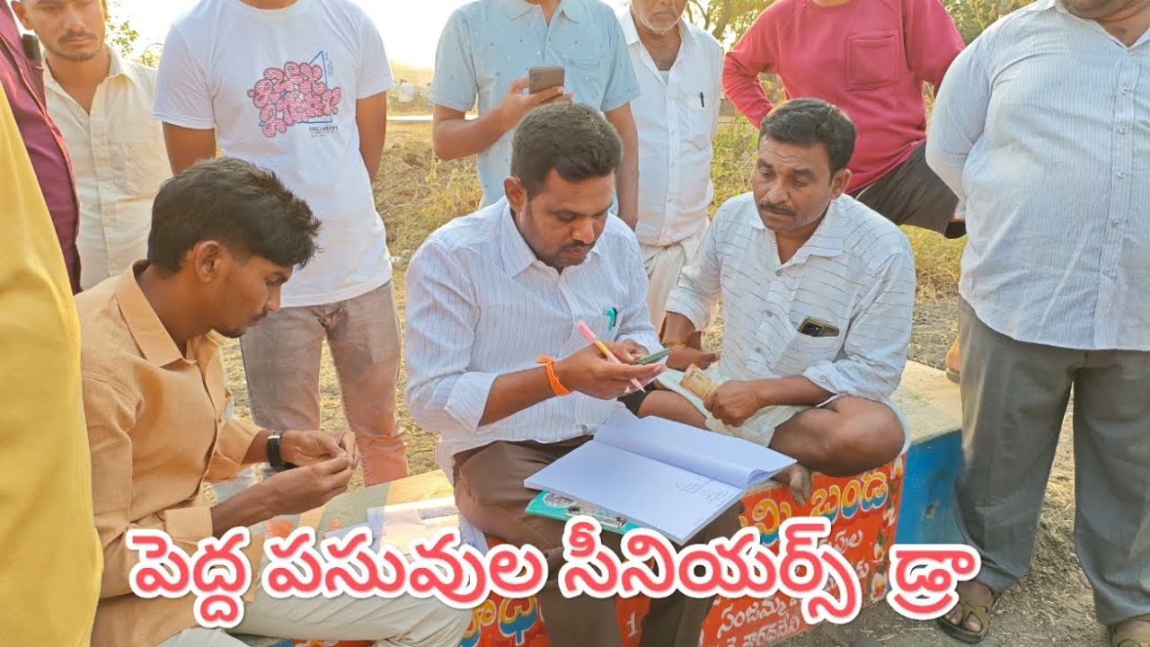 పెద్ద పసువుల సీనియర్స్ విభాగంలో డ్రా లిస్ట్
