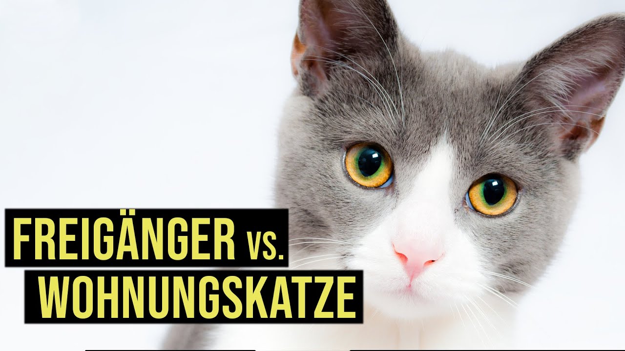 Freigänger Katze vs. Wohnungskatze // Vorteile der Katzenhaltung und Tipps // Catwalk & Amely Rose