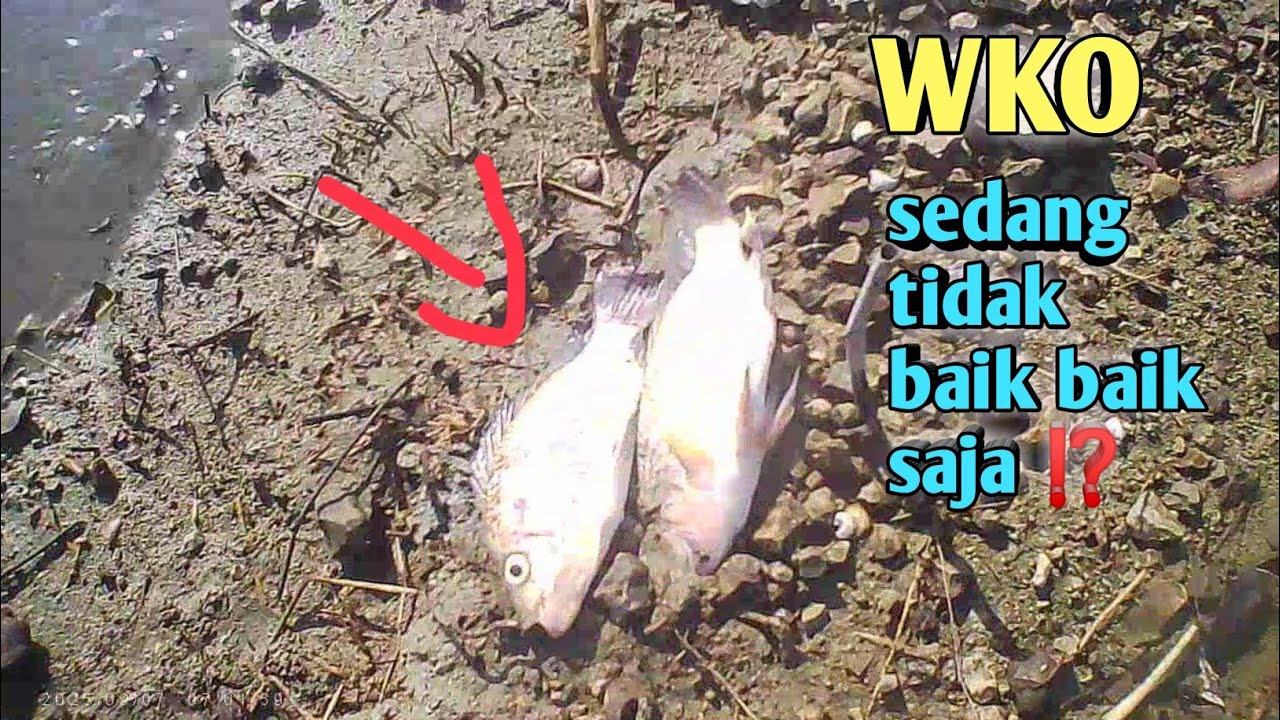 WKO TERBARU ‼️ banyak ikan lari kepinggiran