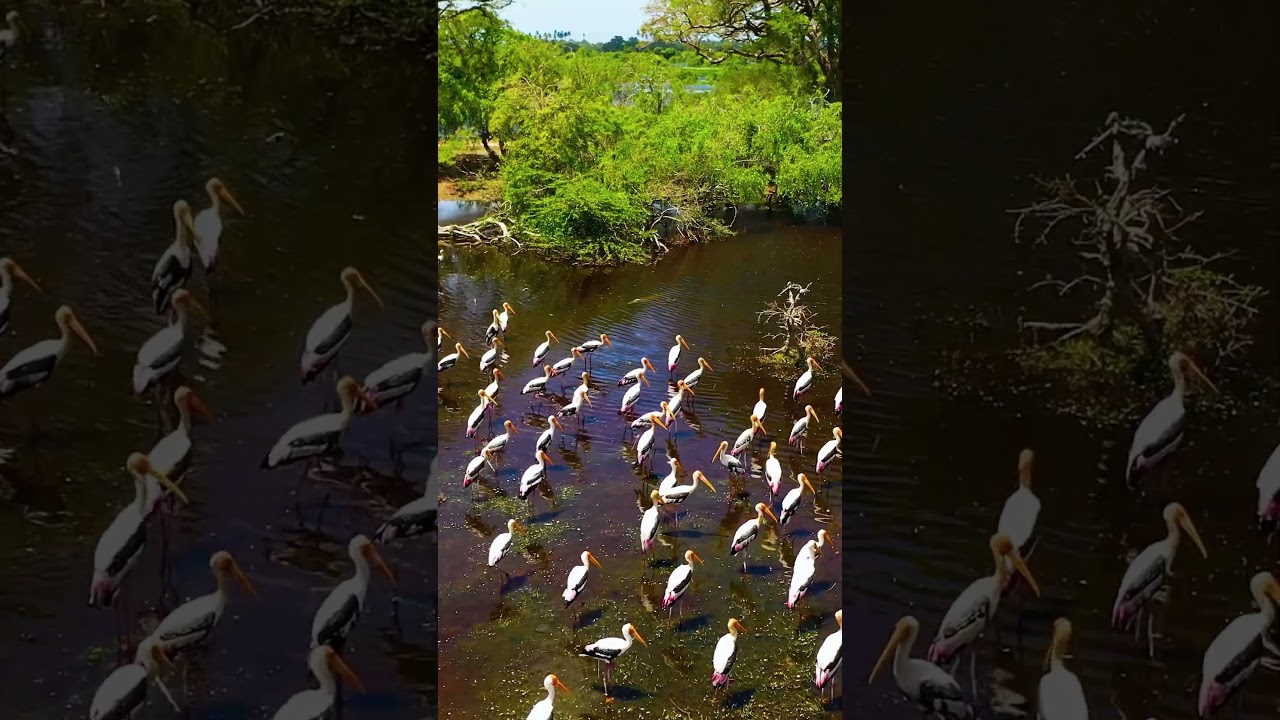 4k Herons in pristine lake. @atmosyoutube