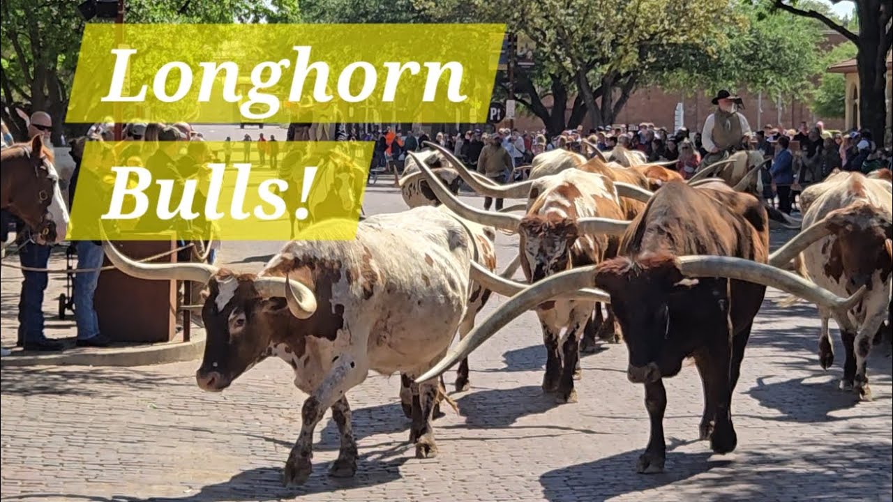 Stockyard Loooonnnng Horn Bull Walk 🐂 #stockyards #longhorns #dallas #bull #texas #fortworth