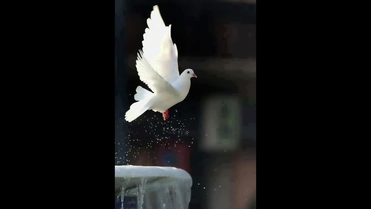 Poorskisiutit 'Gulgattap soorlu qaani'