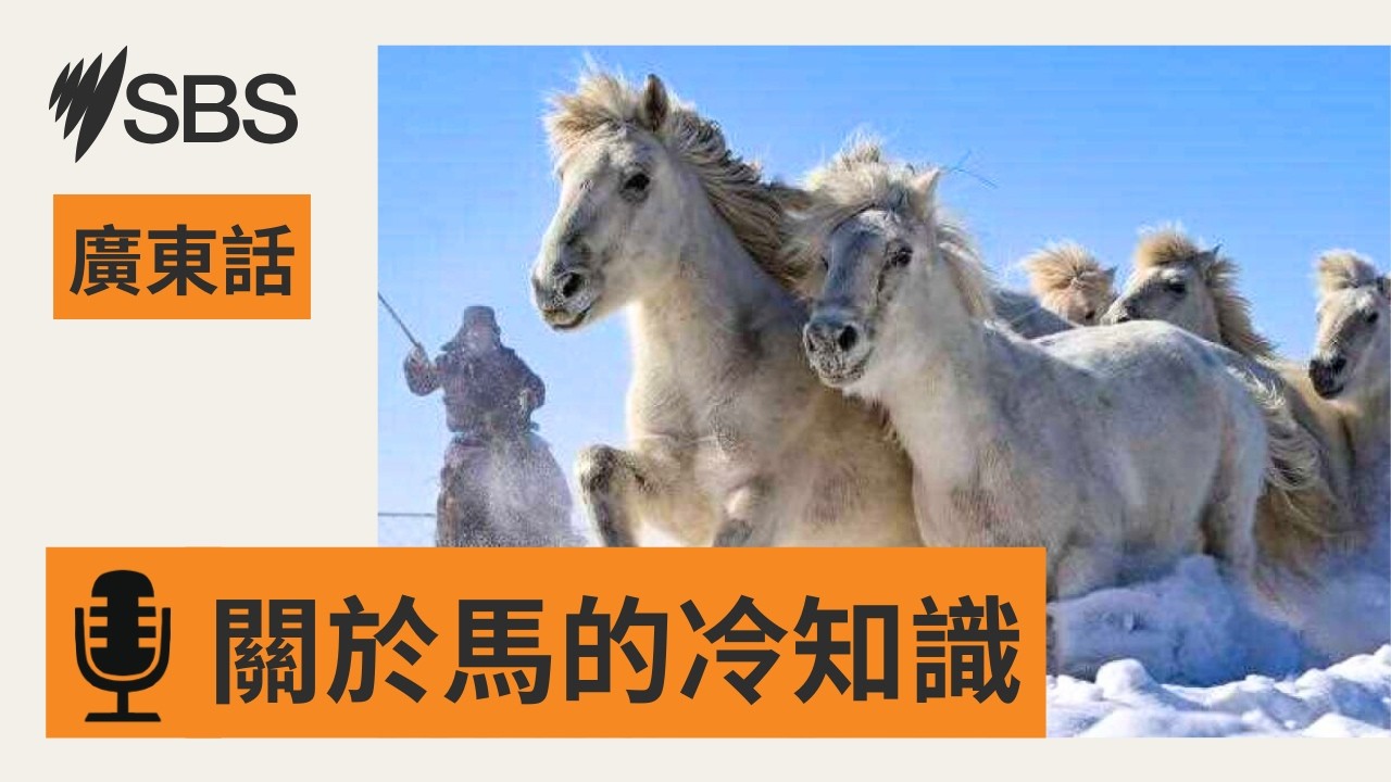 【迎接馬年】10 個關於馬的冷知識 | SBS Cantonese - SBS廣東話節目