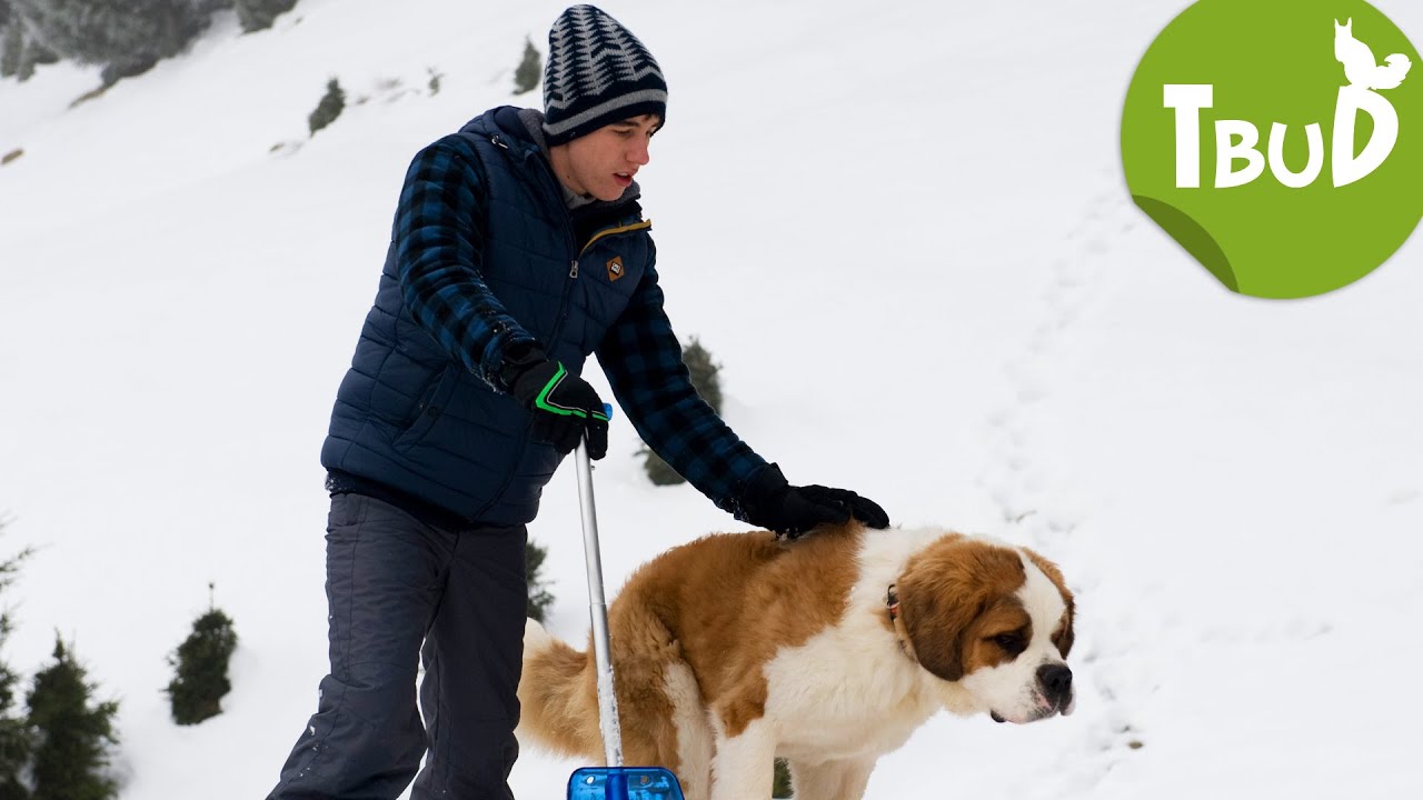 Lawinenhunde (Folge 65) | Tiere bis unters Dach
