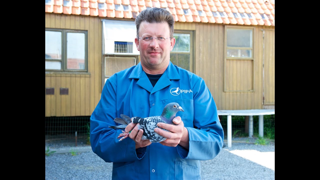 PIPA TV: Rudi De Saer  bilguim racing pigeon.