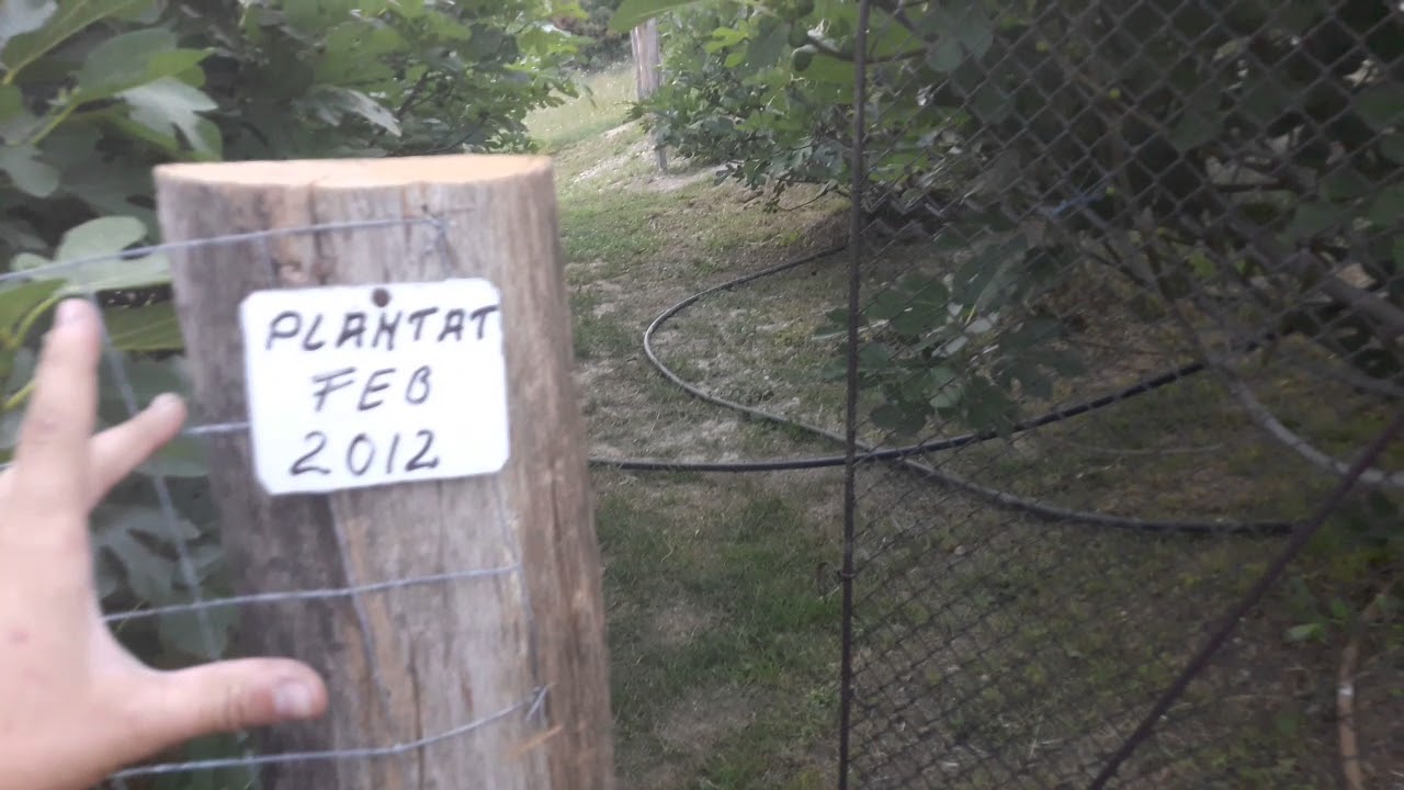 Plantatie de smochini 2018 !