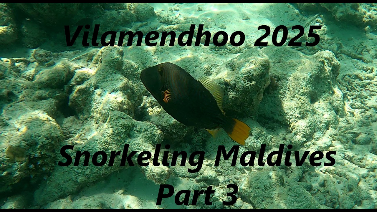 Vilamendhoo Maldives 2025 Snorkeling Part 3