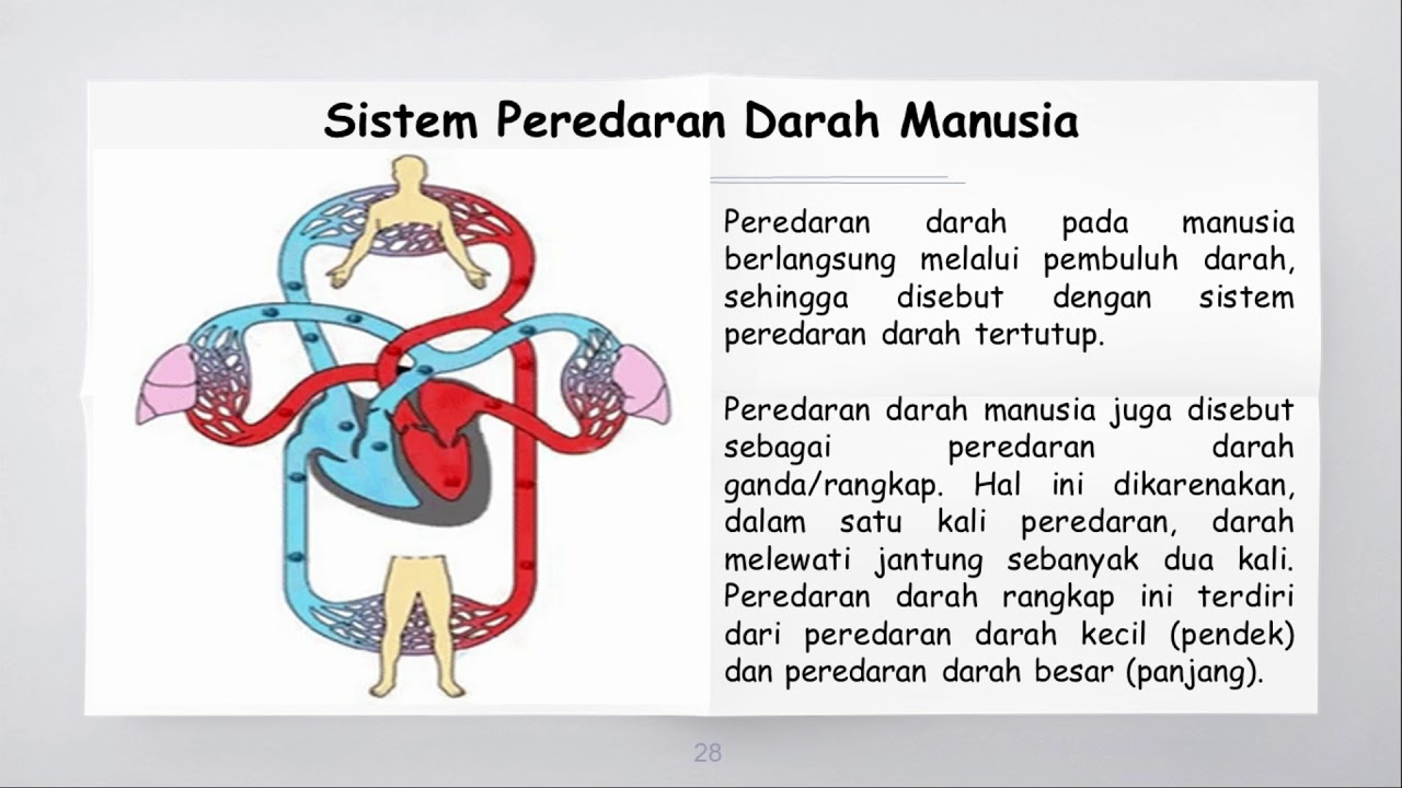 Sistem Peredaran Darah Pada Manusia : Jantung dan Pembuluh Darah (IPA Kelas 8 Semester 1)