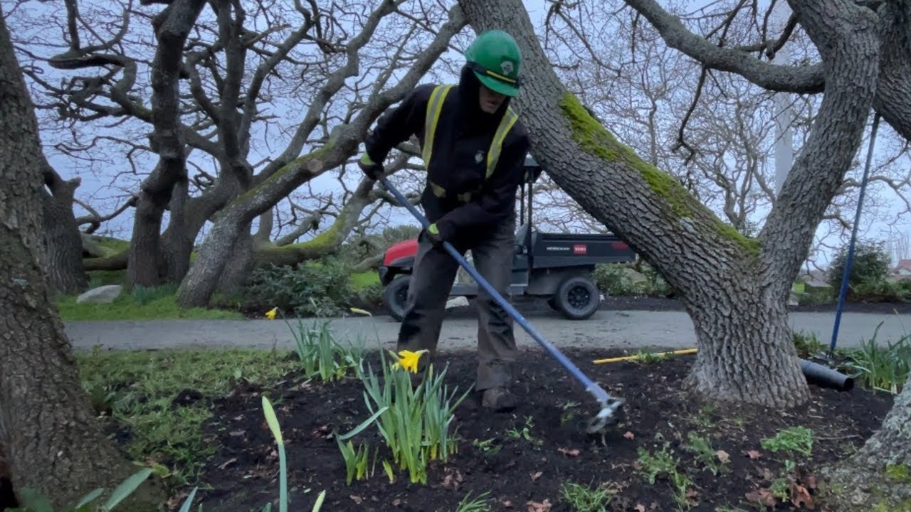 Using a GARDEN HOE to remove WEEDS
