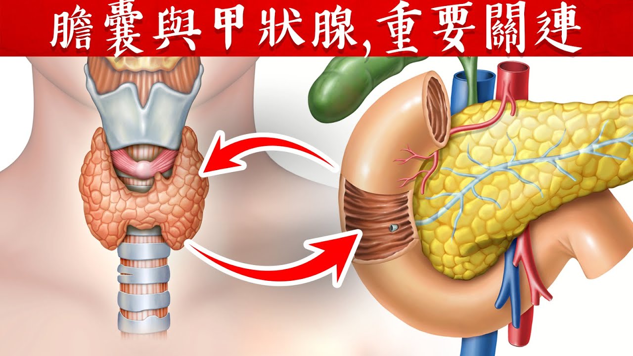 膽結石,膽囊與甲狀腺重要關聯,柏格醫生 Dr Berg