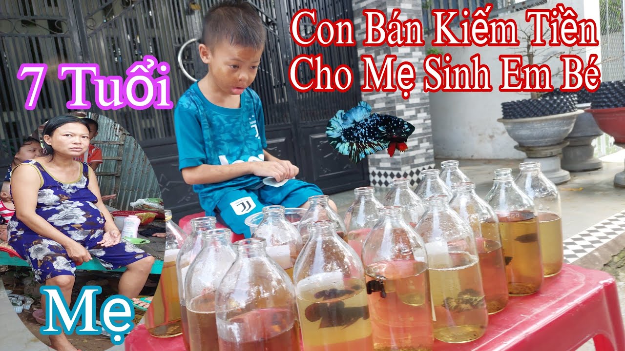 Bất Ngờ Phát Hiện Cậu Bé Bán Cá Betta Kiếm Tiền Cho Mẹ Sinh Em BÉ