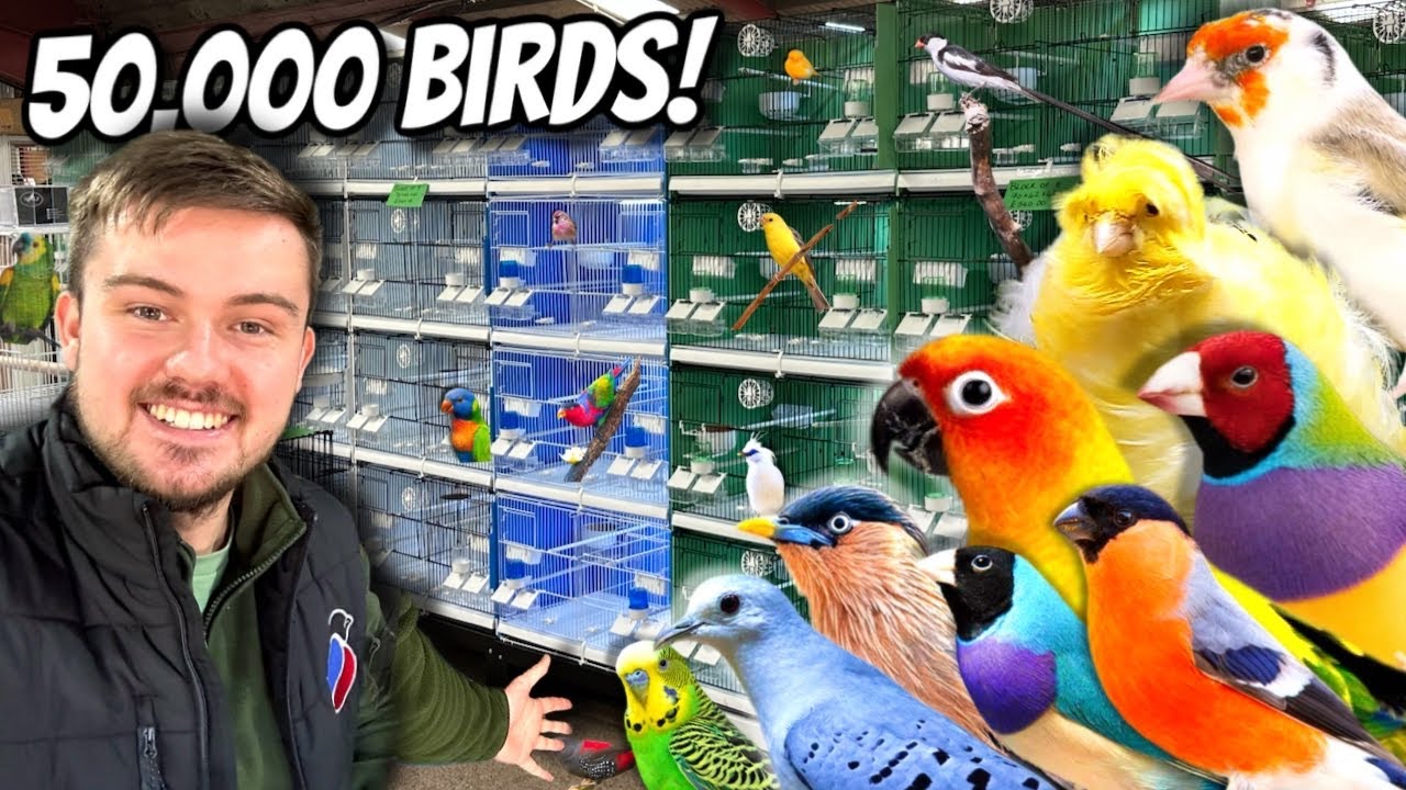 GIANT Bird Market in the UK - Newark 2025