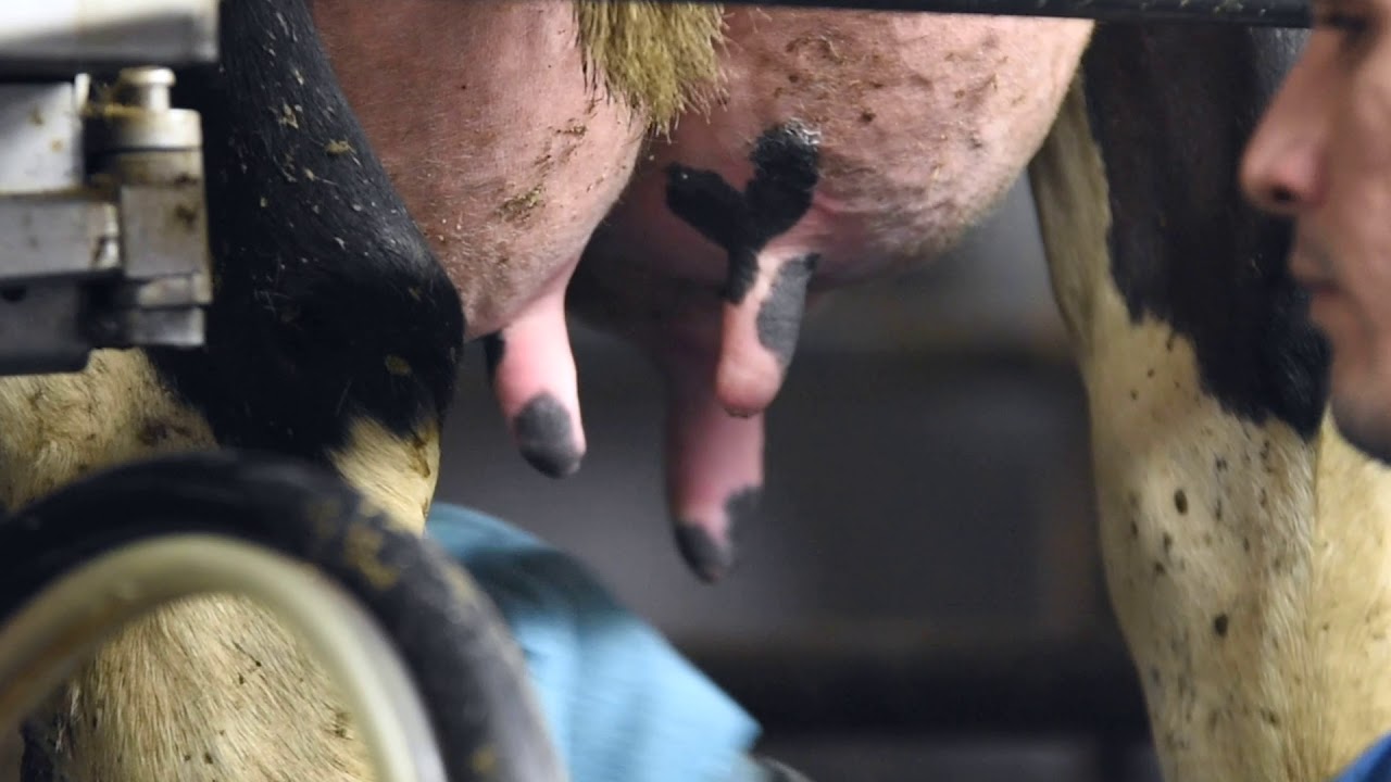 National Holstein Convention Tour - Rosendale Dairy