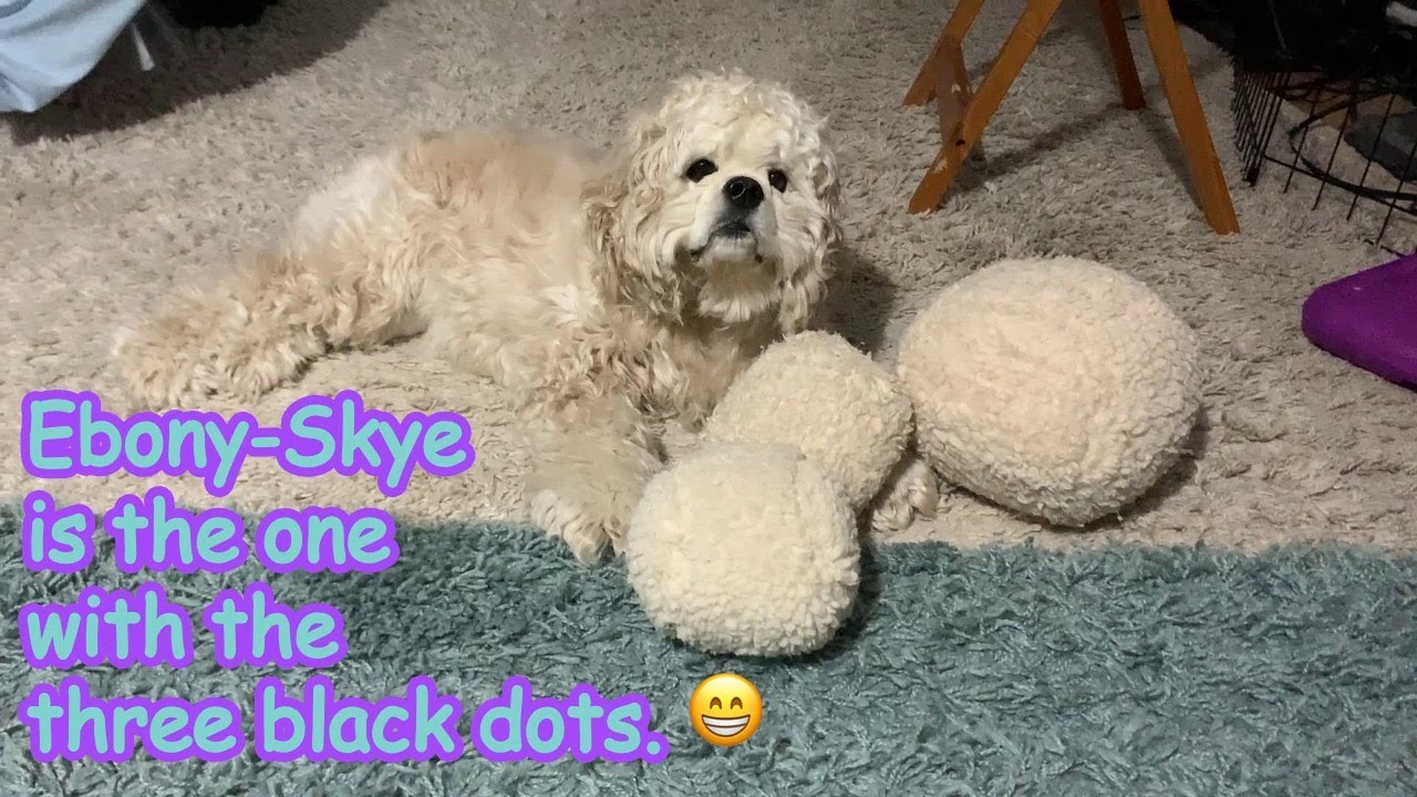 We continue to learn more about our precious American Cocker Spaniel.