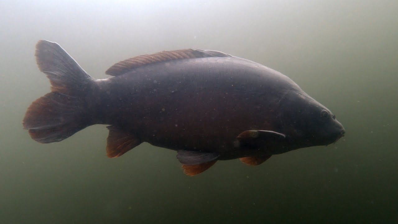 Karpers in een zanderig Veenmeer, Tynaarlo, 18 juli 2023
