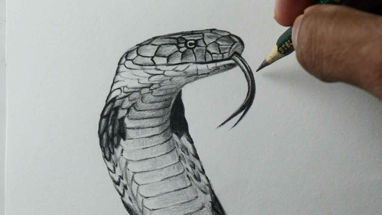 Como desenhar uma Cobra naja PASSO A PASSO narrado
