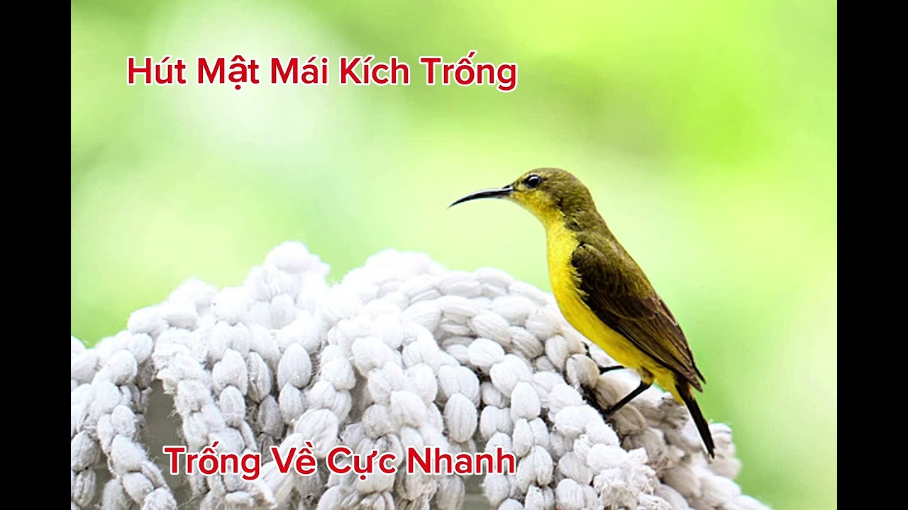 Tiếng Hút Mật Mái  Kích Trống Nhanh Hót Mau Lên Mồi Chim Trống Về Cực Nhanh 