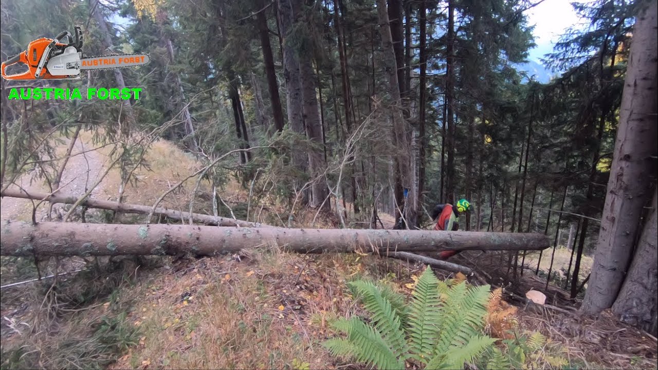 Holzfällen Stihl MS 400 C mit Seilwinden unterstützung