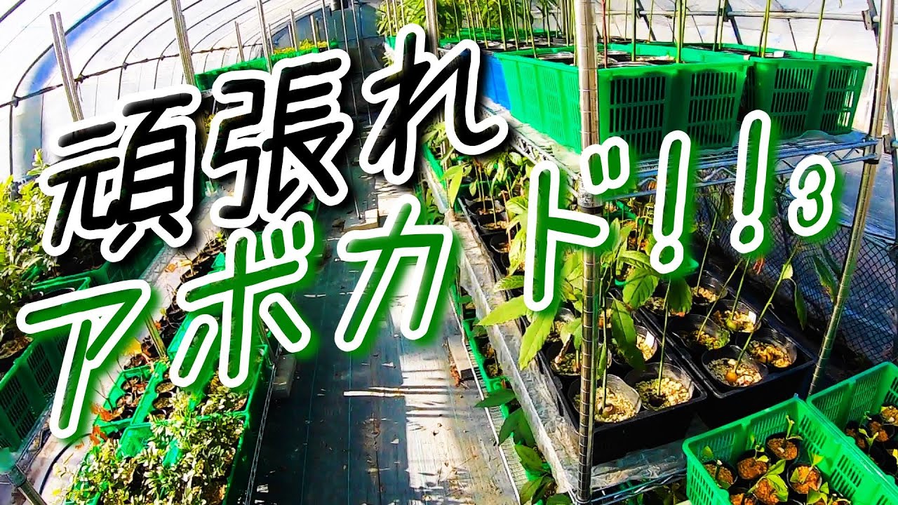もみ殻を撒いて防寒(３／3)