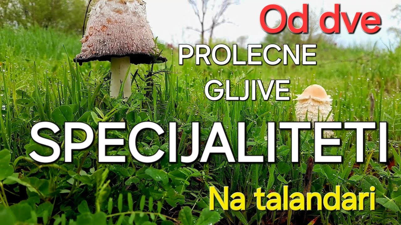 SPECIJALITETI-od dve prolecne gljive-NA TALANDARI!