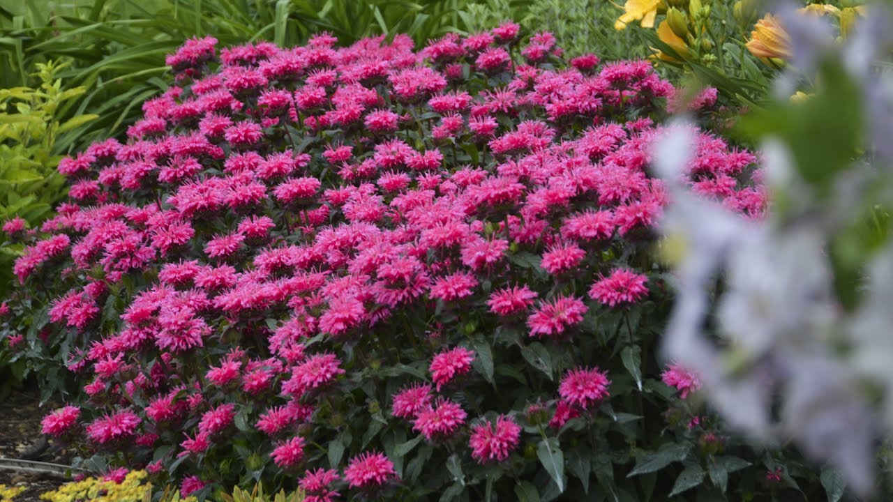 Monarda Production Tips | Walters Gardens