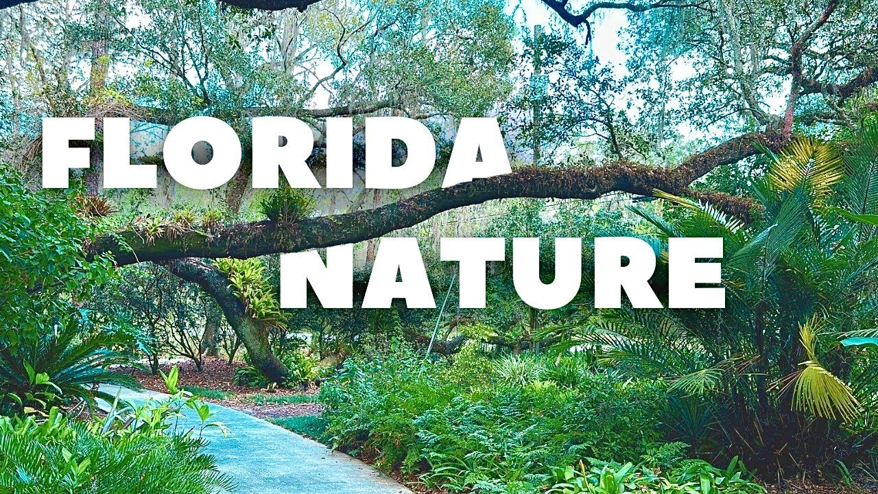 FLORIDA NATURE - Relaxing Walk in Eureka Springs Park, Florida USA | 4K