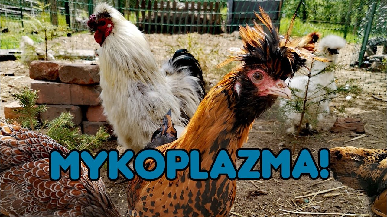 Hodowla Kur - Choroby drobiu - MYKOPLAZMA! 💉🏥