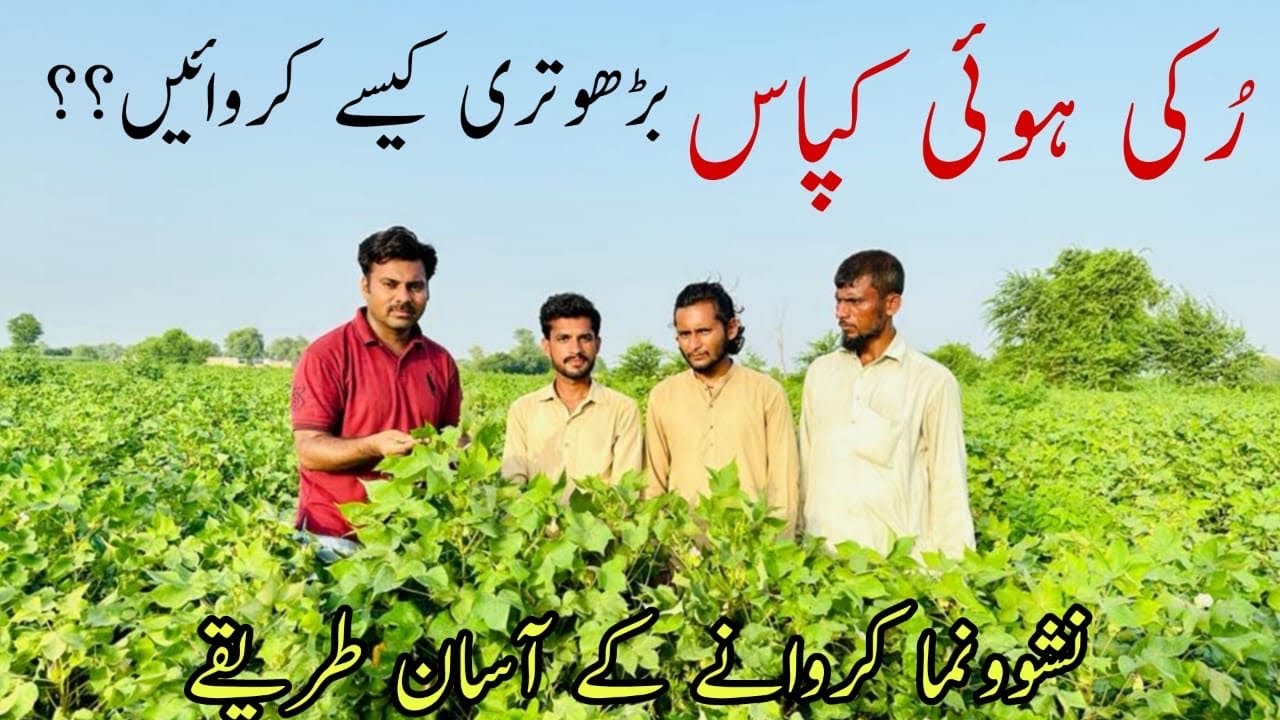 How to boost cotton plant growth | Easy ways to increase cotton crop growth | Abid Ali Agrarian
