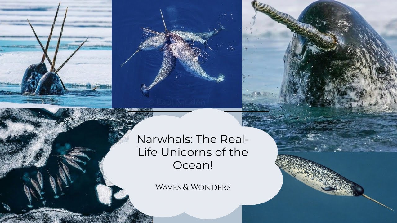 Narwhals: The Real Life Unicorns of the Ocean! 
