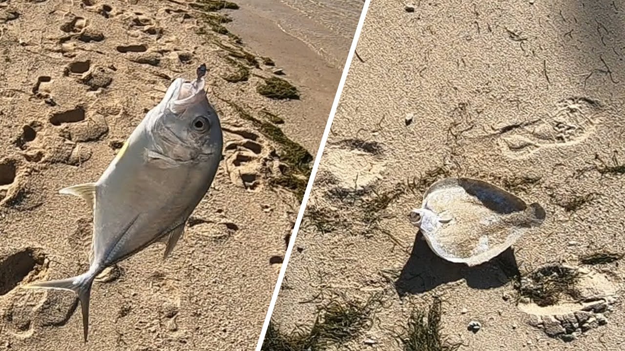 Ep#9- Nice Sole Fish & Trevally on Noeby Soft.. Shore Fishing @ Le Morne, Beach Mauritius...