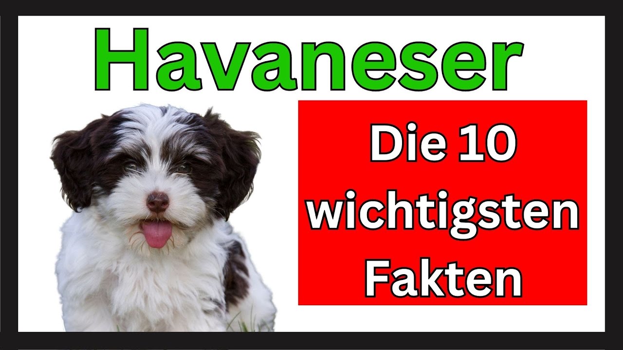 Havaneser 🐶 Die 10 wichtigsten Fakten dieser Hunderasse