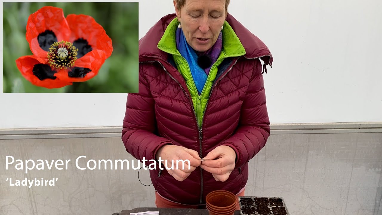 Grow Like the Pros: Small Seeds (Ladybird Poppy)