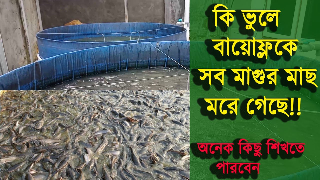 ছোট্ট ভুলের কারনে সব মাগুর মাছ মরে শেষ বায়োফ্লকে। ভিডিওটিতে অনেক কিছু শিখতে পারবেন।