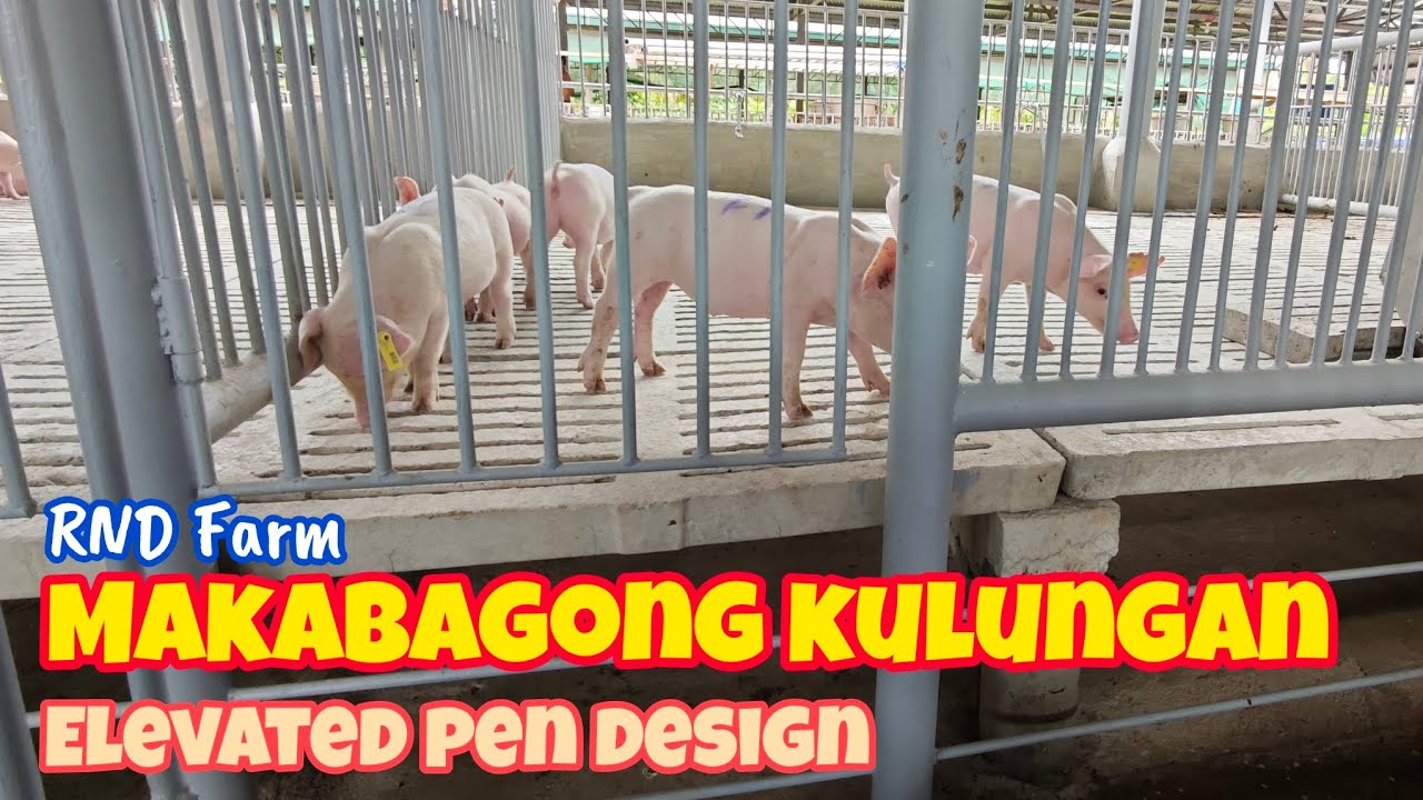 Elevated Pens sa Bagong Building ng RND Farm