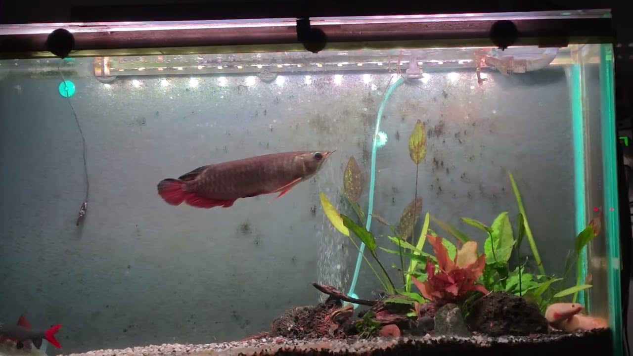 Super Highback Golden RTG arowana.  Growing day by day.