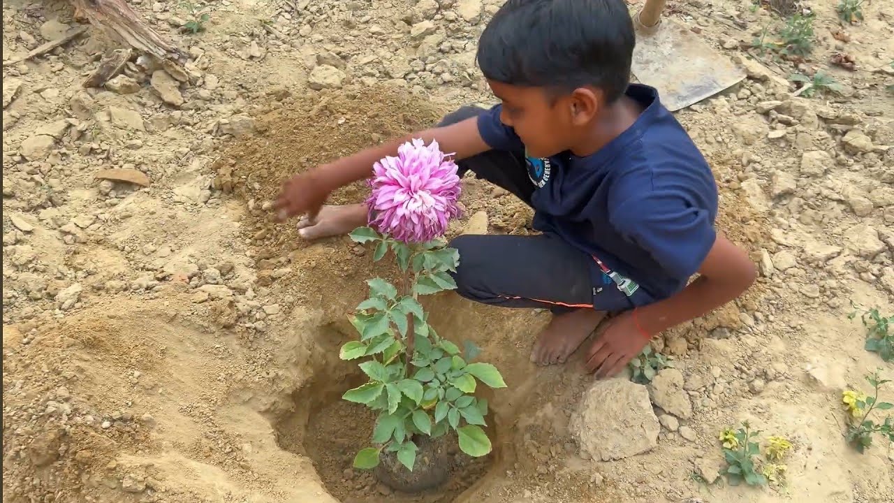 Flower 🌺 ka plant lagaya aaj ghar par 😍 | vlog - 184