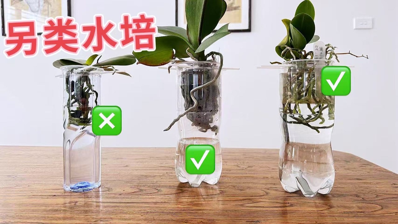 【25013】蝴蝶兰另类水培，这样水培好看，悬挂法，全年无休室内好装饰的养护法【静姐说花】有字幕