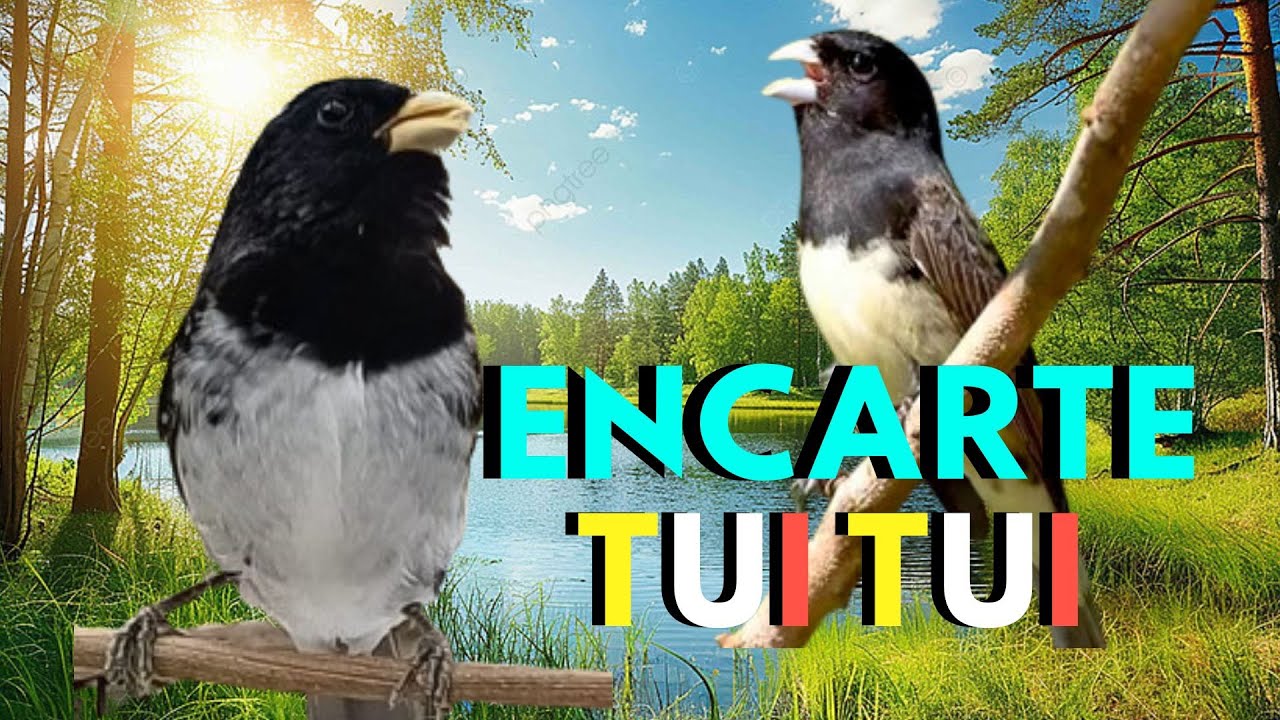 O mais Belo Canto Encarte de Coleiro Tui Tui Pra Encarte e fêmea para esquentar coleiro tui tui Puro