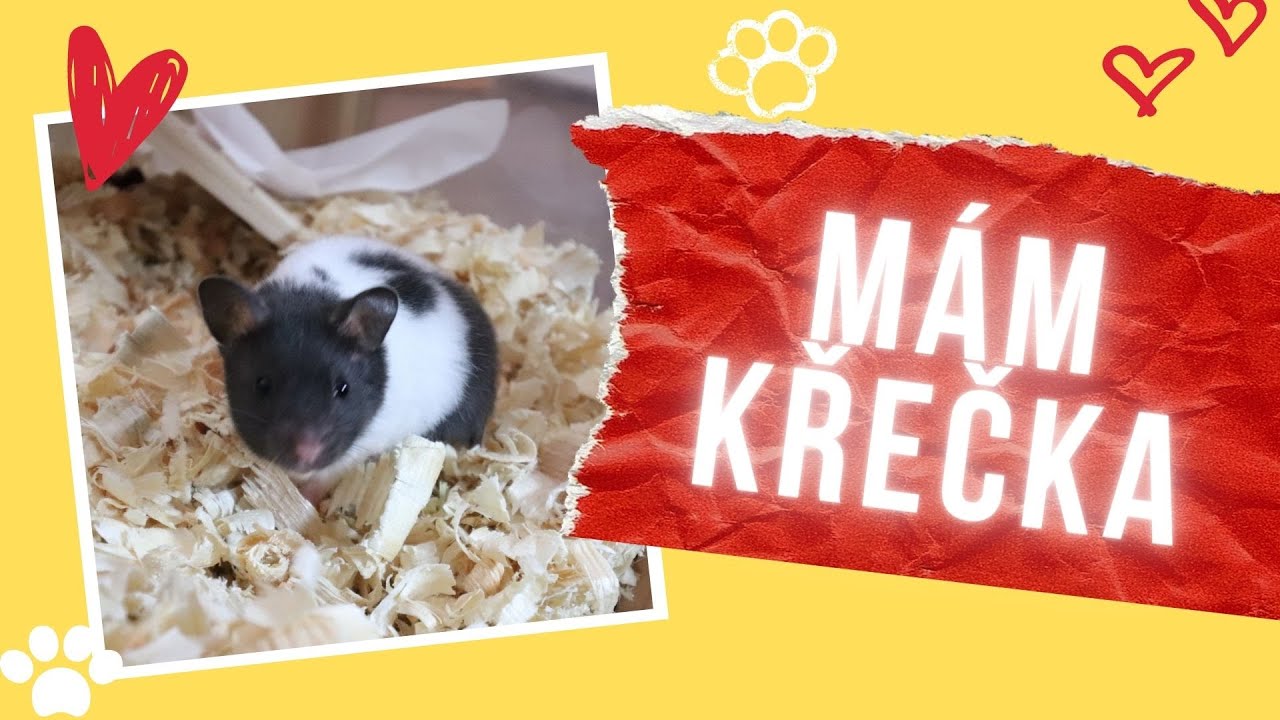MÁM KŘEČKA! | Sestavujeme palác pro Brownieho