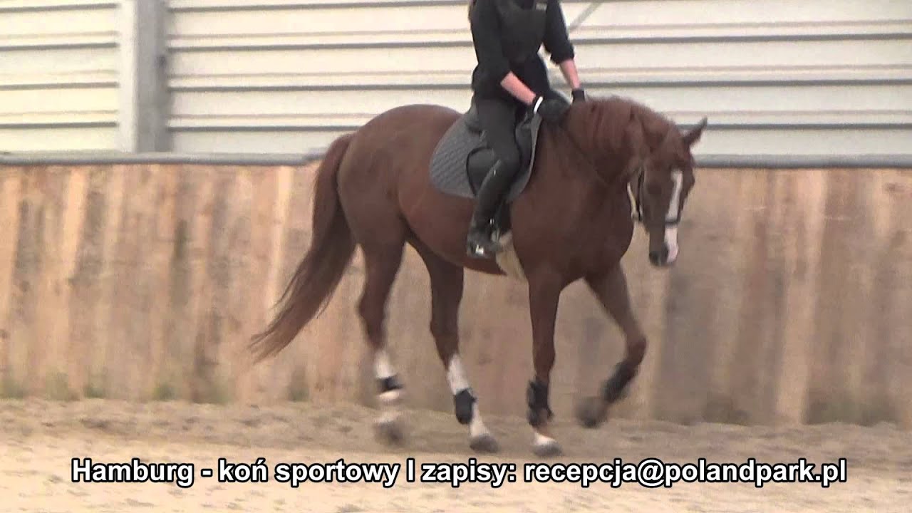 Konie SKJ Poland Park - Hamburg - koń sportowy