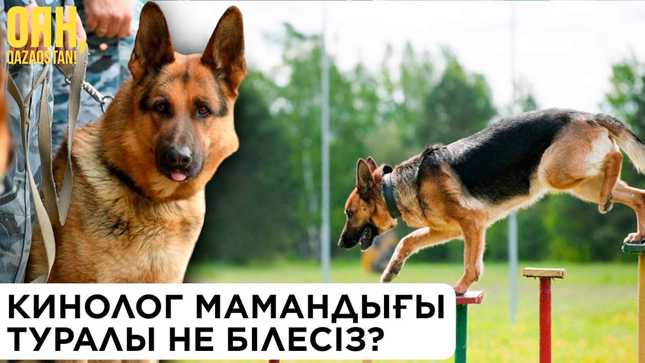 Кинолог мамандығы туралы не білесіз? | Оян, Qazaqstan