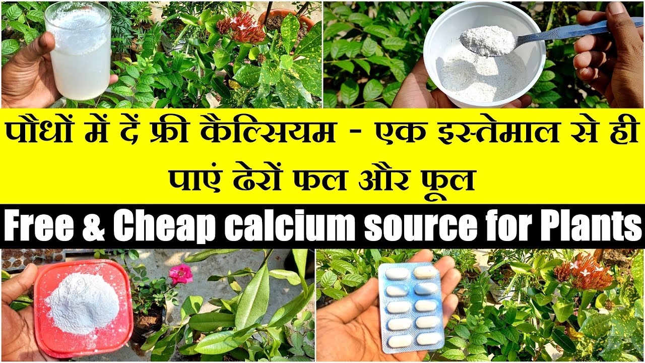 फ्री में पौधे के लिए कैल्शियम का स्रोत || How to Overcome Calcium Deficiency in plants