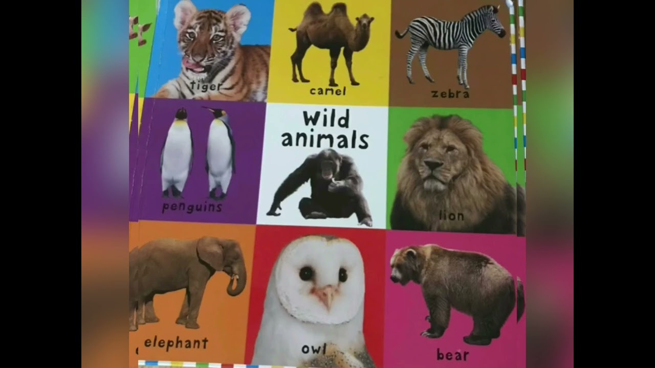 FIND THE WILD ANIMALS | WITH AUNT ASHWEE | #wildanimals #learningisfun #searching   
