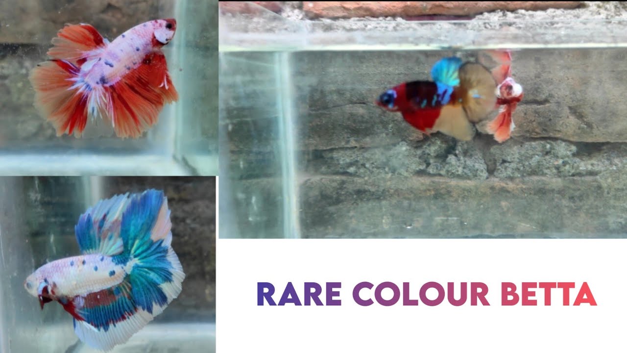 Rare colour betta for sale |  @Kingofbettass