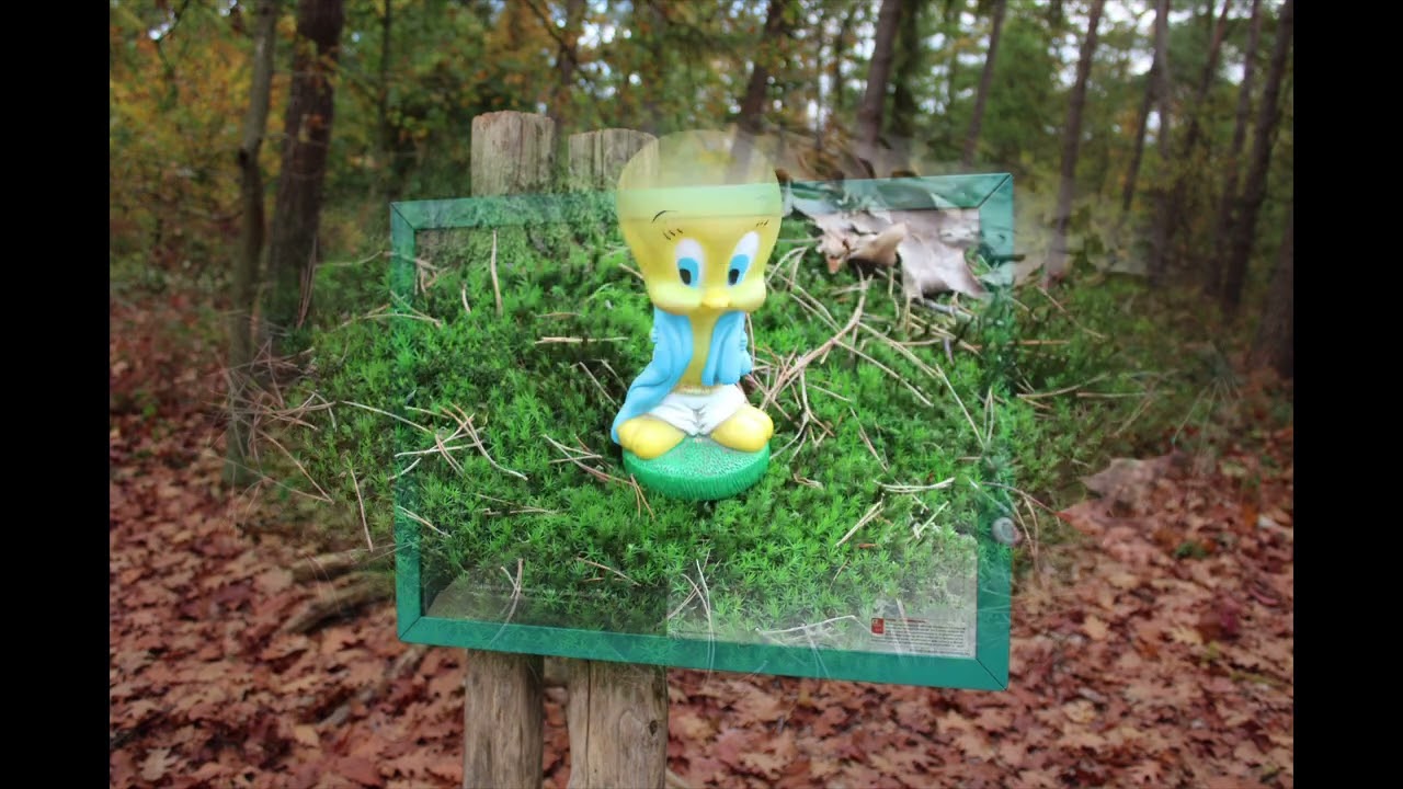 Tweety & Marc gaan opstap in het Heidebos te Wachtebeke, 2025