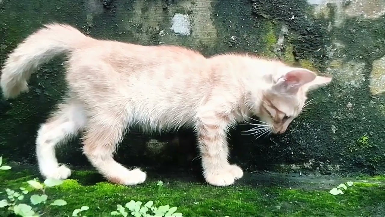 #cat