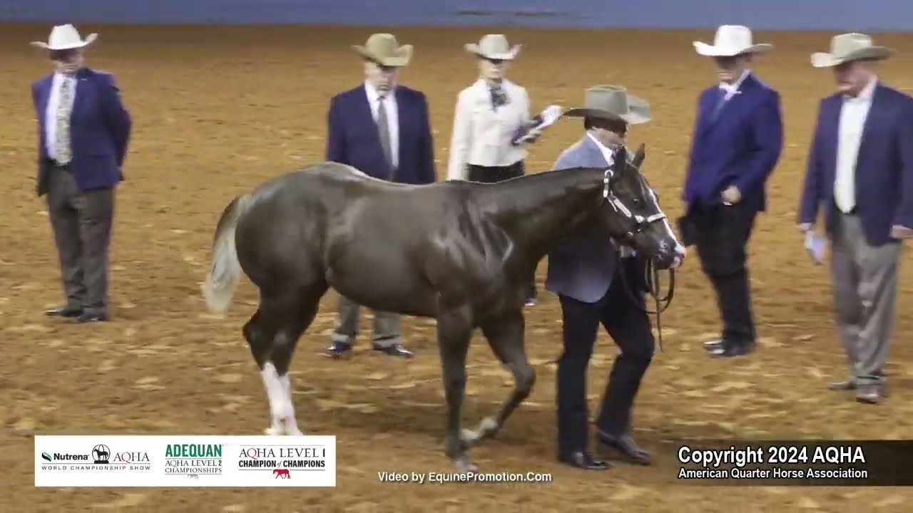 Weanling Geldings - 2024 AQHA World Championship Show