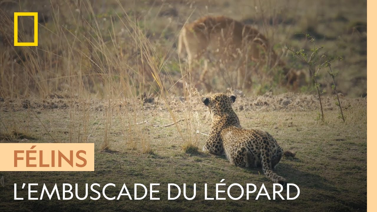 Ce l&eacute;opard attend sa proie en embuscade
