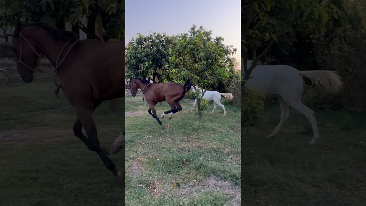 Freedom on four legs#horseloverinpunjab #horselover #horseracing #love #stallion