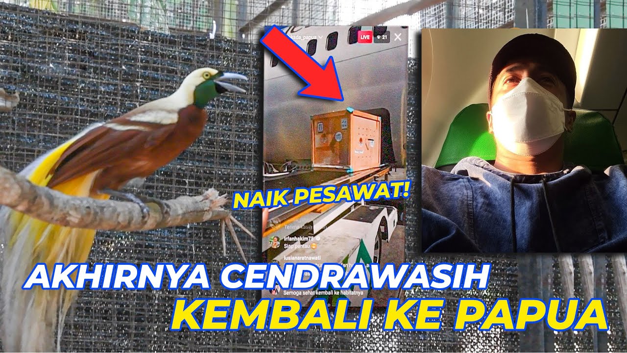 MEMANTAU LANGSUNG! MENUJU PELEPASAN LIAR CENDRAWASIH JAKARTA